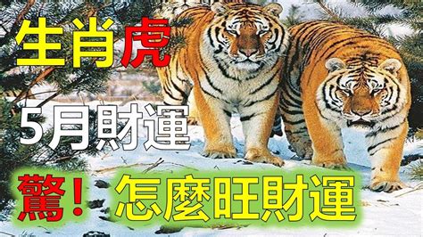 屬虎今日偏財運|今立冬！12生肖11月運勢提醒 屬虎錢財宜守不攻